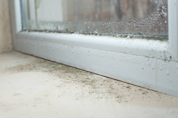 Best Mold Odor Removal Services  in Sebastian, TX